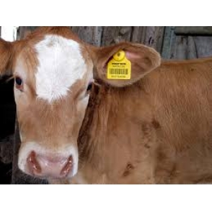 ISO18000-6C UHF Ear Tag for Cattle Checking Long reading distance Ear Tag for Livestock farm management
